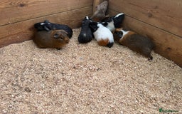 Guinea Pig rodents for sale: Baby guinea pigs  - Image 5