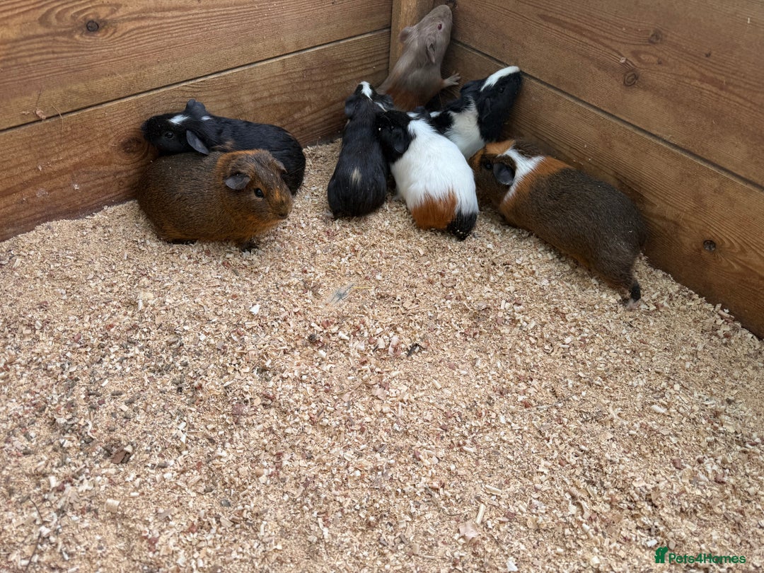Guinea Pig rodents for sale: Baby guinea pigs  - Image 5