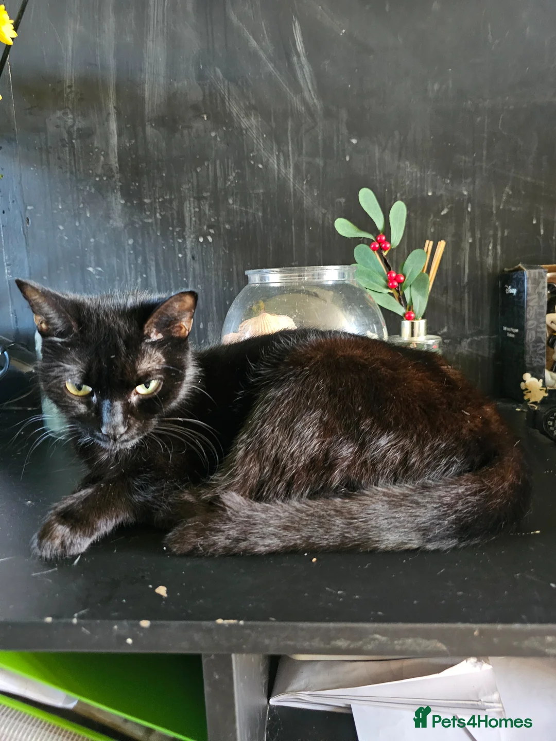 Mixed Breed cats for sale: Adorable black kittens for sale - Advert 2