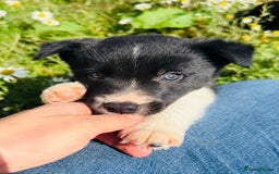 Border Collie dogs for sale: Gorgeous Border Collie puppies  - Image 13