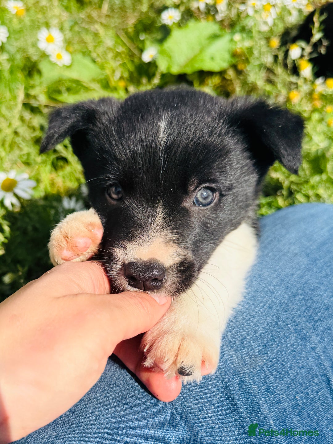 Border Collie dogs for sale: Gorgeous Border Collie puppies  - Image 13