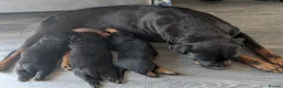 Rottweiler dogs for sale: Rottwieler 8 weeks microchiped  in Derby - Advert 2