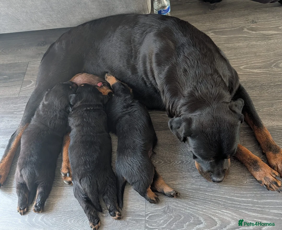 Rottweiler dogs for sale: Rottwieler 8 weeks microchiped  in Derby - Advert 2