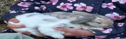 Mixed Breed rabbits for sale: Mixed Breed Bunnies in Street - Advert 1