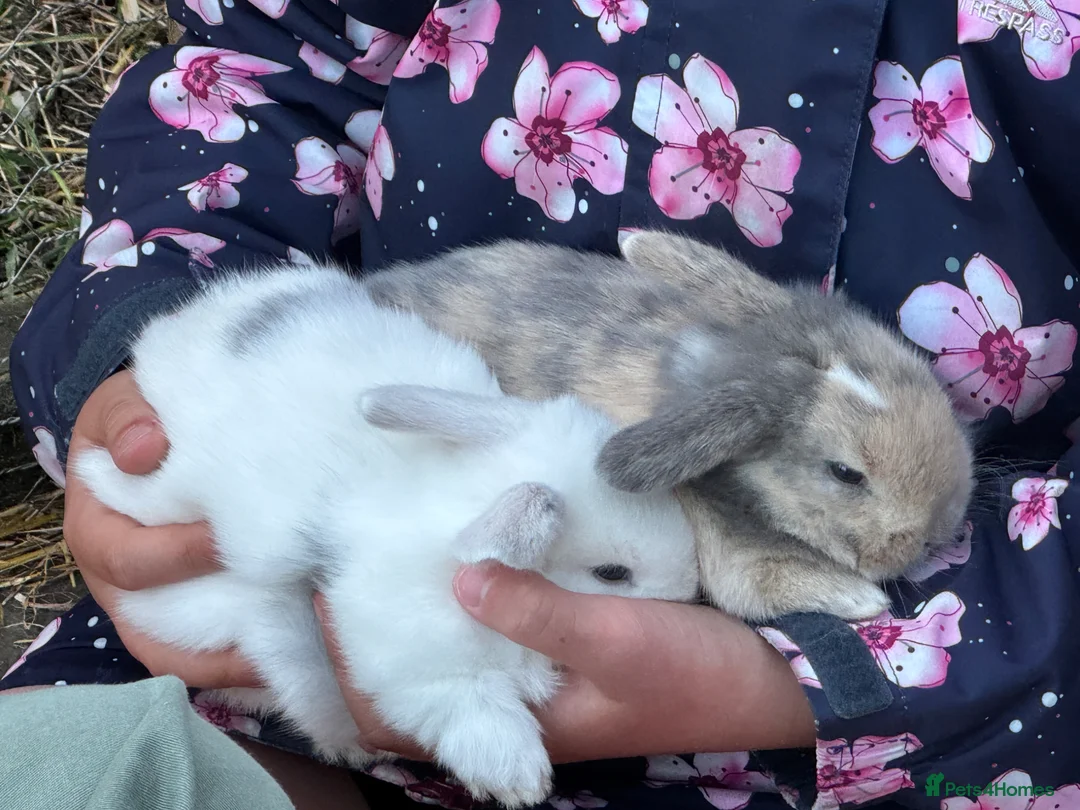 Mixed Breed rabbits for sale: Mixed Breed Bunnies in Street - Advert 1