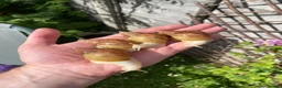 Snails invertebrates for sale: Albino Giant African Snails for sale! - Advert 4