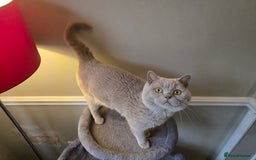 British Shorthair cats for sale: 3 British Blue / Scottish Fold kittens - Image 7