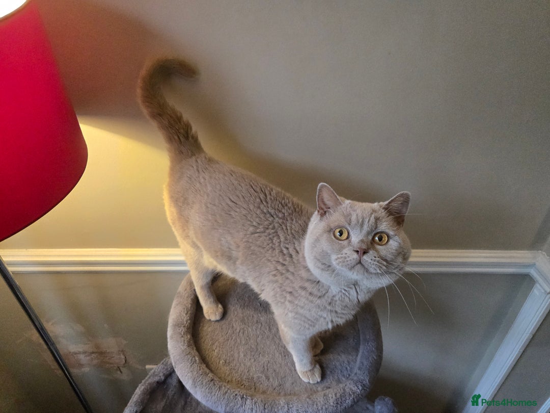 British Shorthair cats for sale: 3 British Blue / Scottish Fold kittens - Image 7