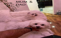 Maltipoo dogs for sale: Maltichon Puppy Looking for His Forever Home - Image 13