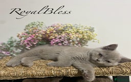 British Shorthair cats for sale: 👑ROYALBLESS STUNNING LILAC BRITISH SHORTHAIR  - Image 10