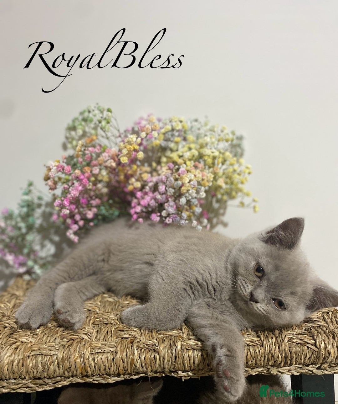 British Shorthair cats for sale: 👑ROYALBLESS STUNNING LILAC BRITISH SHORTHAIR  - Image 10