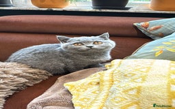 British Shorthair cats for sale: British Shorthair kittens - Image 2