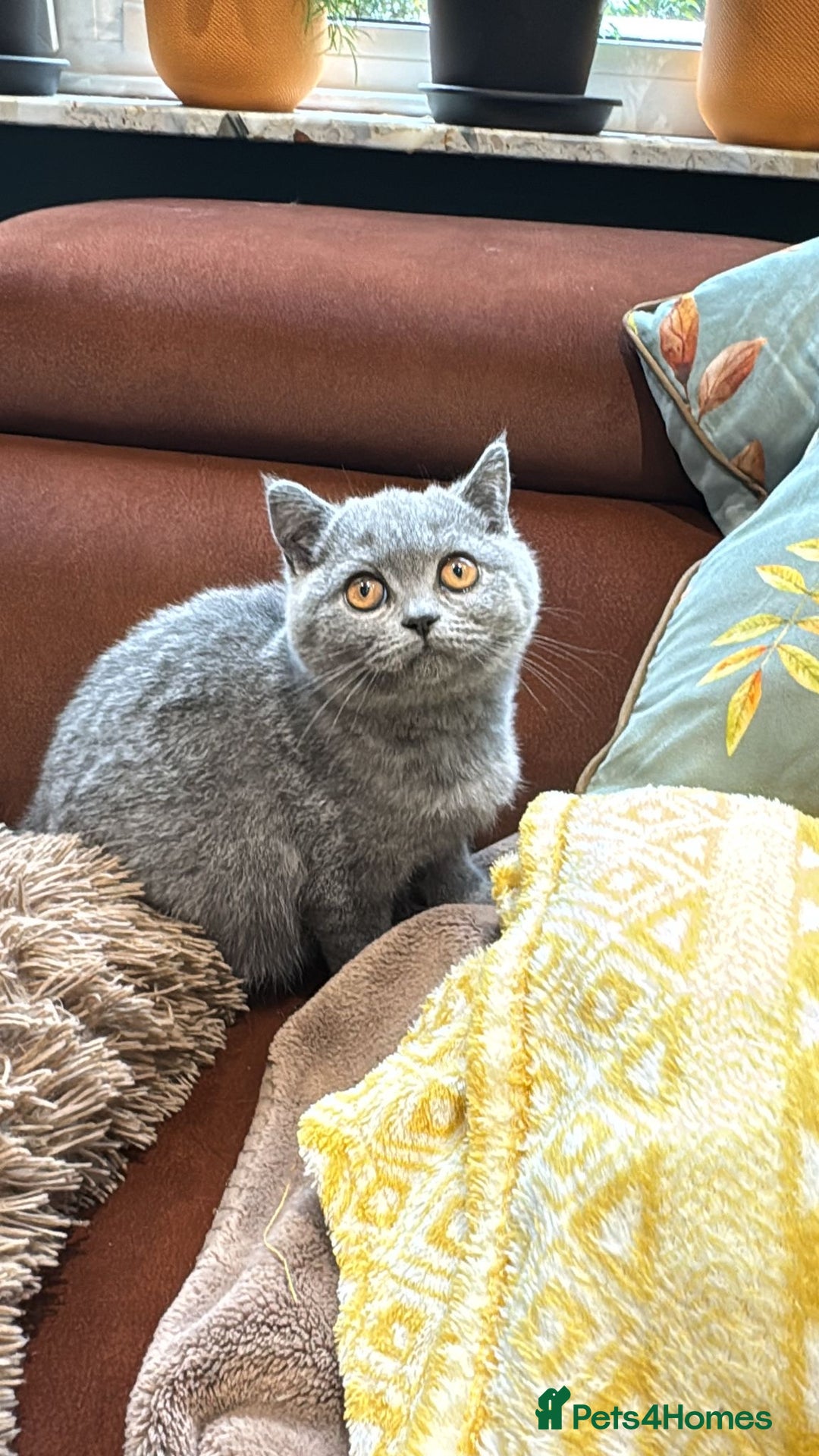 British Shorthair cats for sale: British Shorthair kittens - Image 2