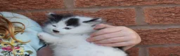 Mixed Breed cats for sale: 3 FLUFFIEST black & white kittens! 2 female 1 male - Advert 13