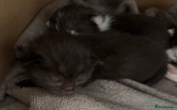 Domestic Shorthair cats for sale: Domestic short haired kittens for sale  - Image 5