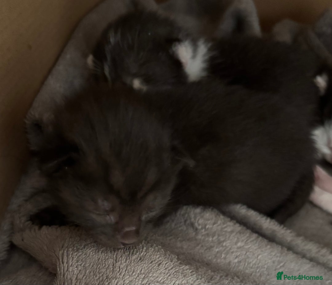 Domestic Shorthair cats for sale: Domestic short haired kittens for sale  - Image 5