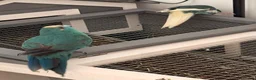 Parrots birds for sale: Bonded  kakariki male and female 7 months old i - Advert 17