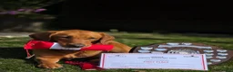 Labrador Retriever dogs for sale: Health Tested KC FoxRed Working Labrador Puppies  - Advert 16