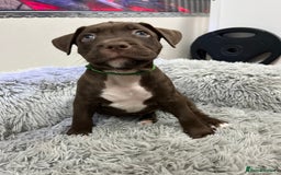 American Bull Staffy dogs for sale: Staffy Bull Puppies - Advert 7