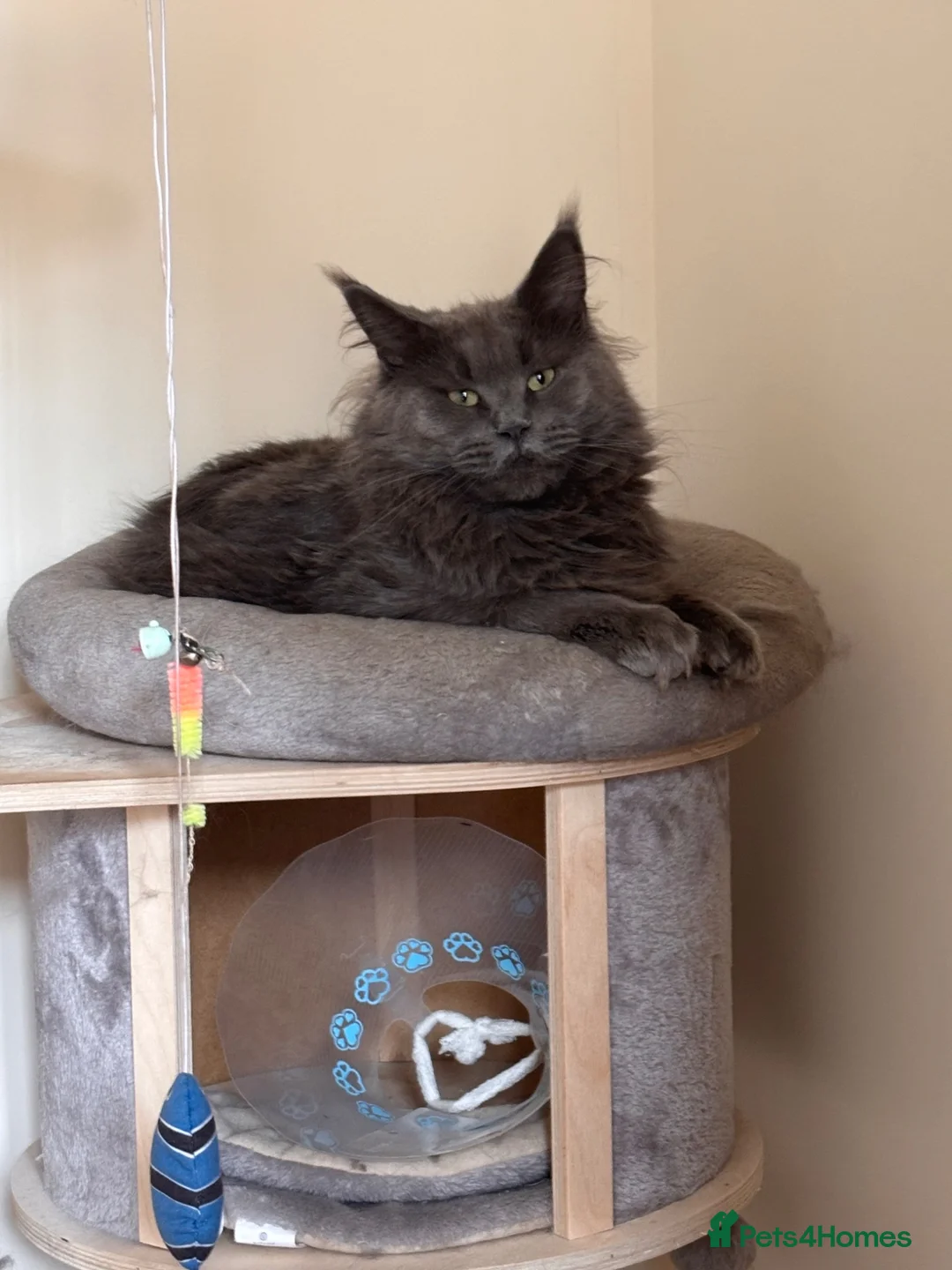 Maine Coon cats for sale: Male Maine coon  - Advert 1