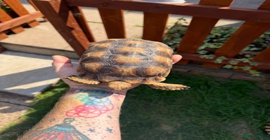Tortoise reptiles - Advert 11