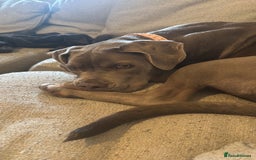 Mixed Breed dogs for sale: 10 month old female boerboel cross - Image 5