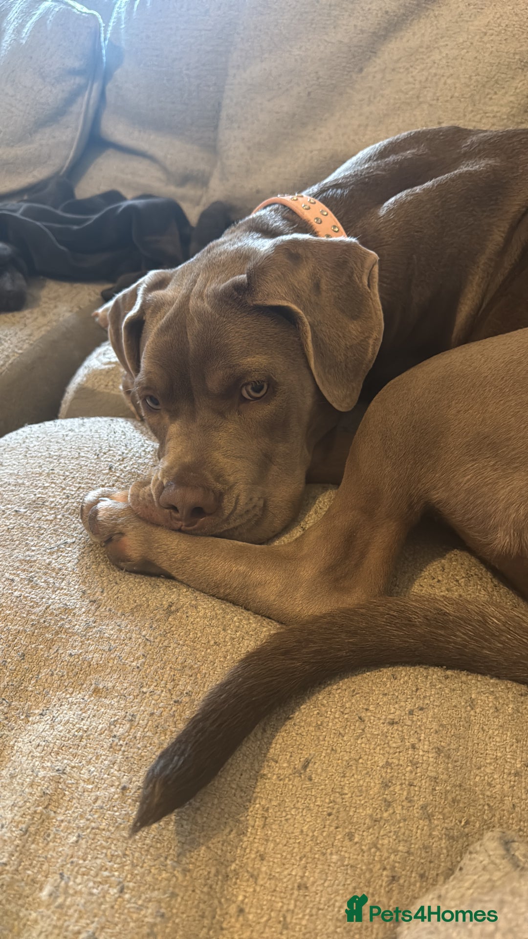 Mixed Breed dogs for sale: 10 month old female boerboel cross - Image 5