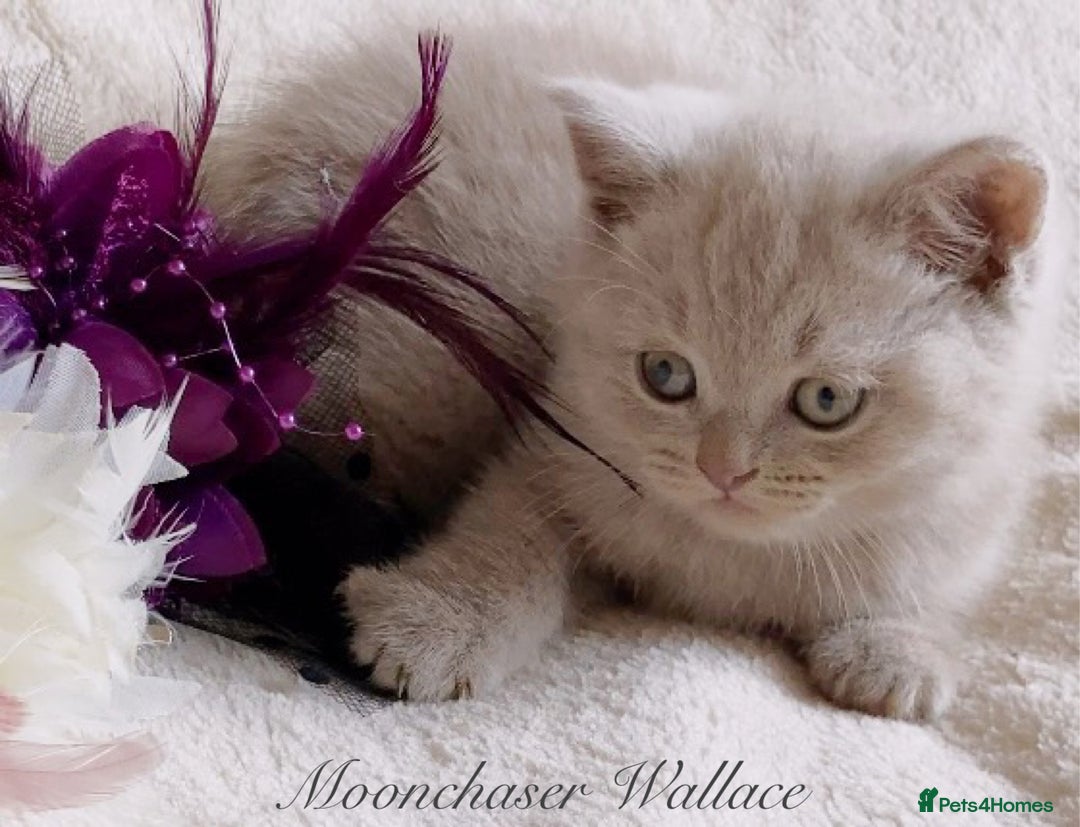British Longhair cats for sale: Stunning British Longhair Boys TICA Registered - Image 15