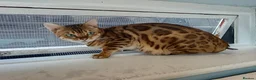 Bengal cats for sale: F6 TICA RG BENGALS  - Advert 2