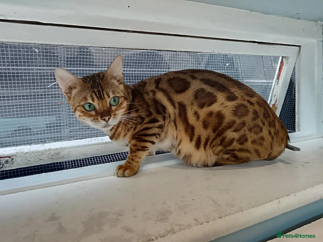 Bengal cats for sale: F6 TICA RG BENGALS  - Advert 2
