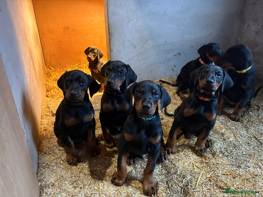 Dobermann dogs for sale: Dobberman  - Advert 3