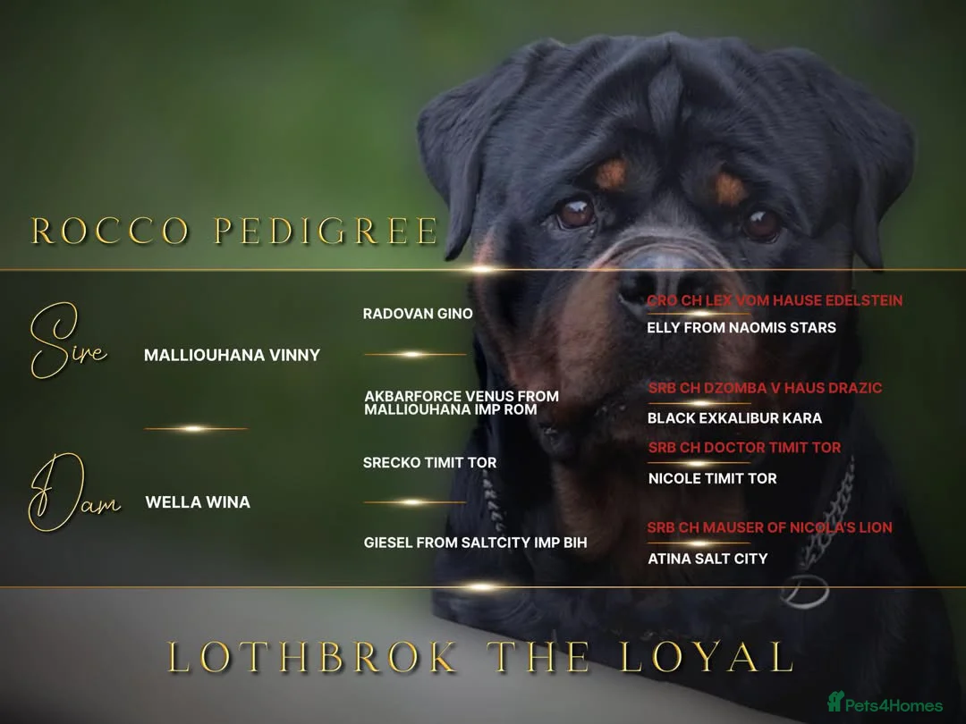 Rottweiler dogs for stud: HEALTH TESTED KC ROTTWEILER STUD 0/0 HIPS & ELBOWS - Advert 3