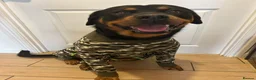 Rottweiler dogs for sale: 4-years-old Rottweiler Vince - Advert 3