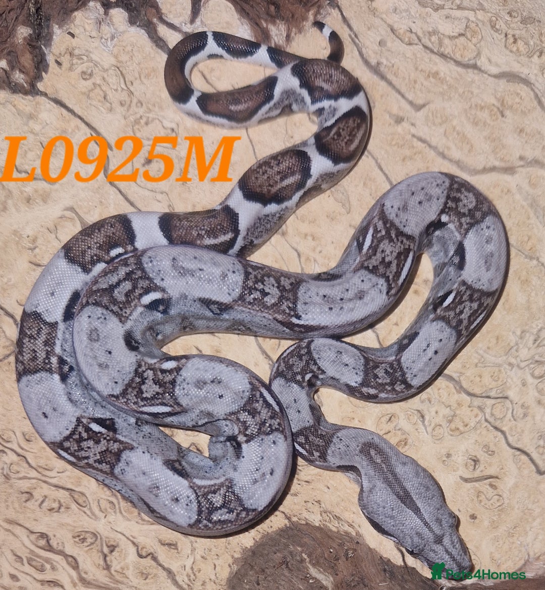 Boa Snake reptiles for sale: Choice of 25/25 VPI Boa moprhs, male and female. - Advert 8