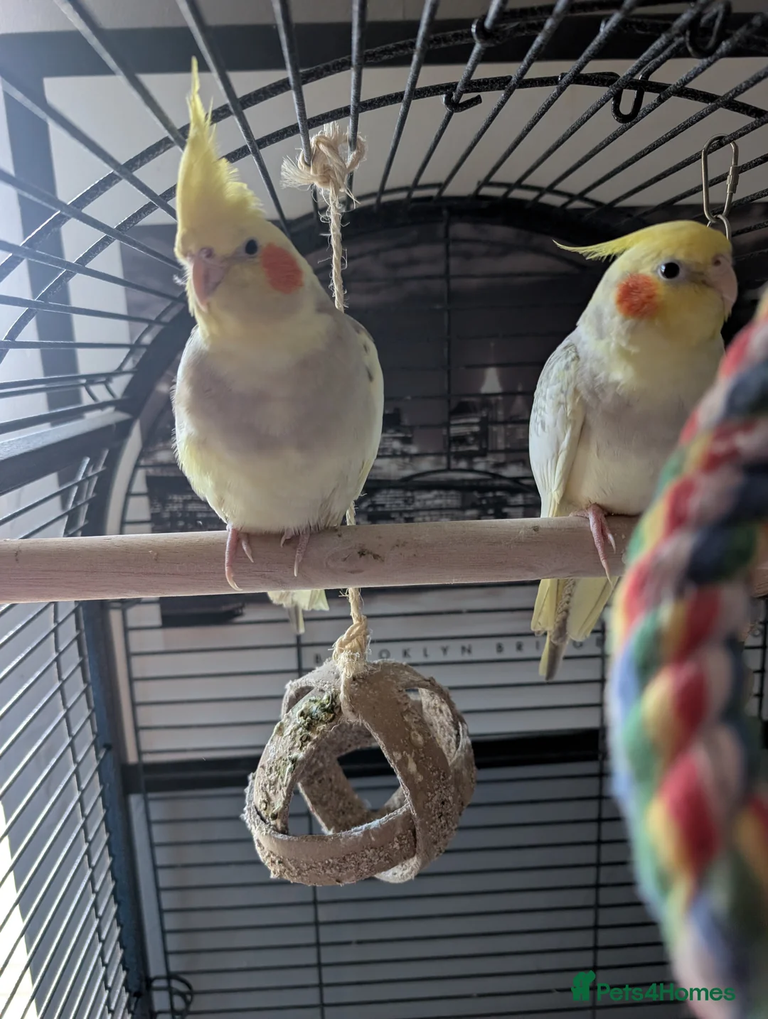 Cockatiels birds for sale: 2 twin brother cockatiels  - Advert 4