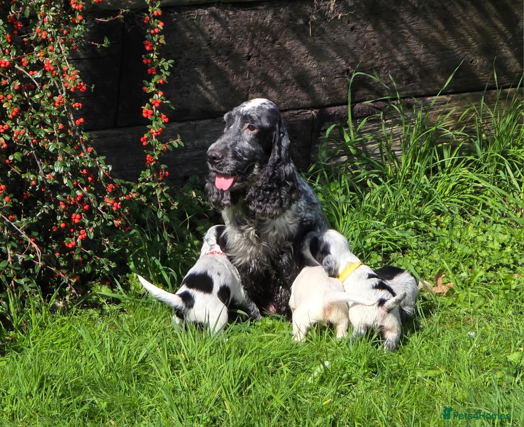 Cocker Spaniel dogs for sale: Show Type Cocker Spaniel Puppies  - Image 2
