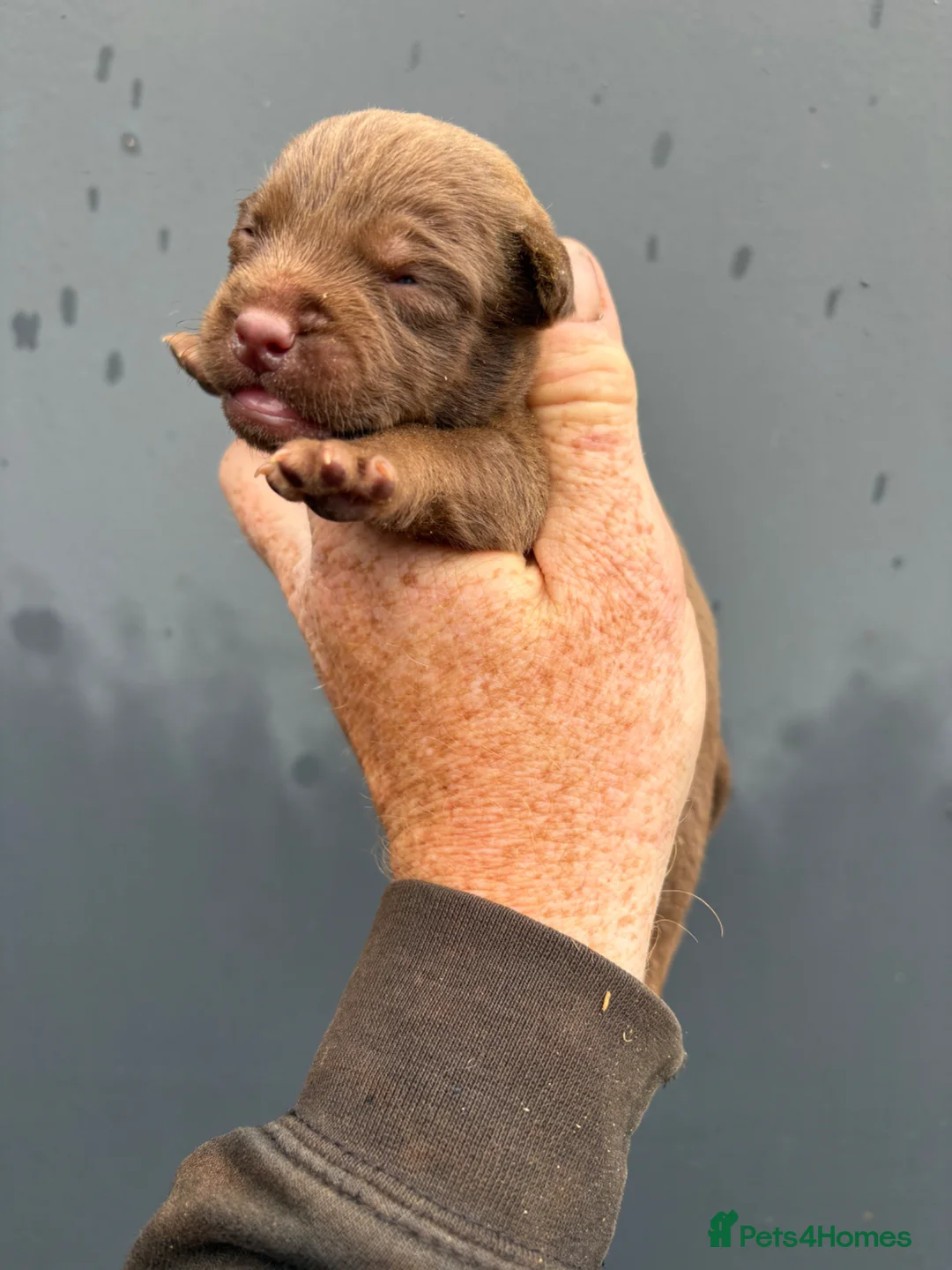Patterdale Terrier dogs for sale: Quality Patterdale Pups - Advert 10