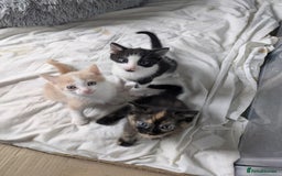 Domestic Shorthair cats for sale: Gorgeous Trio of Kittens to go together - Image 9