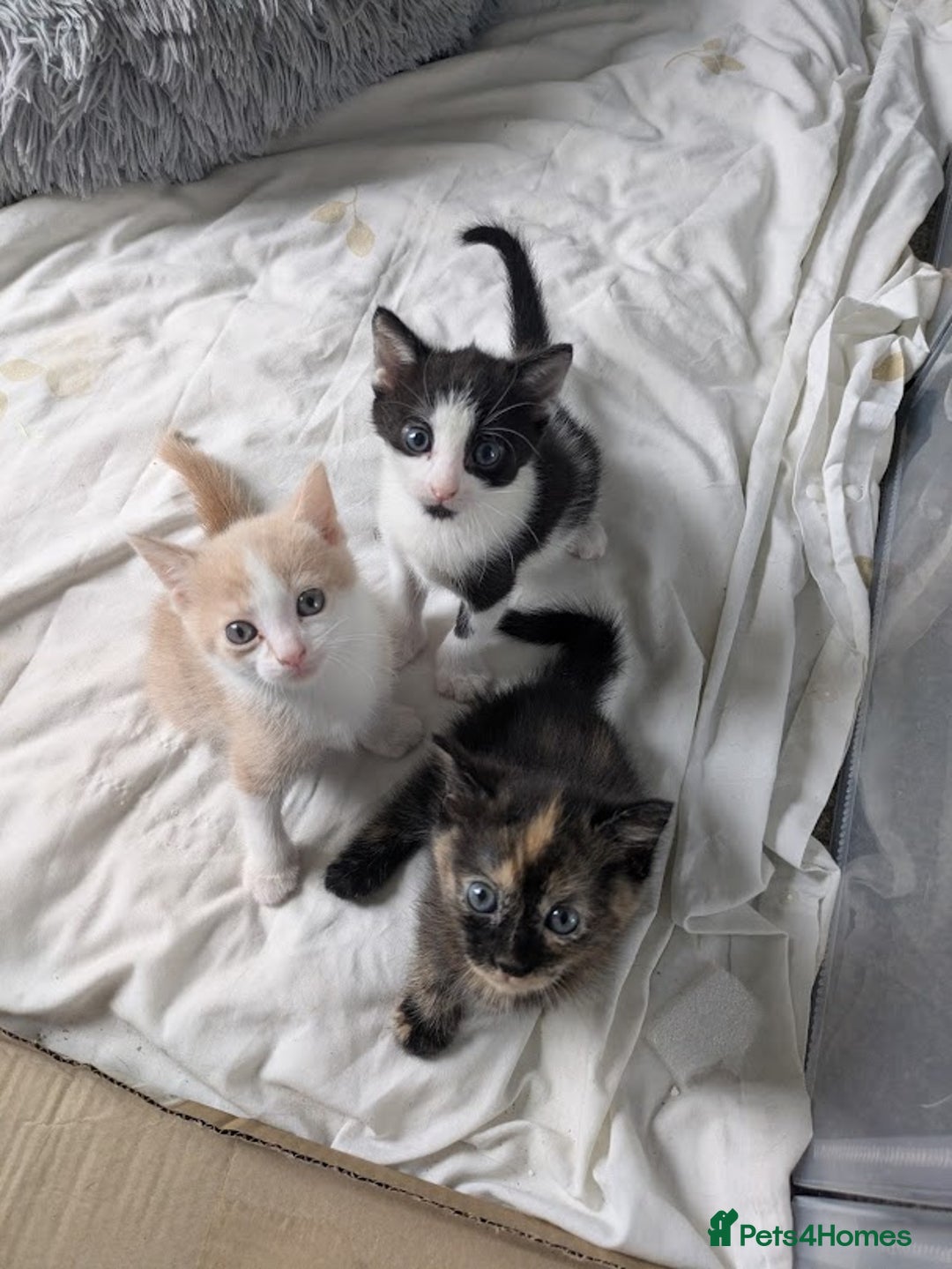 Domestic Shorthair cats for sale: Gorgeous Trio of Kittens to go together - Image 9