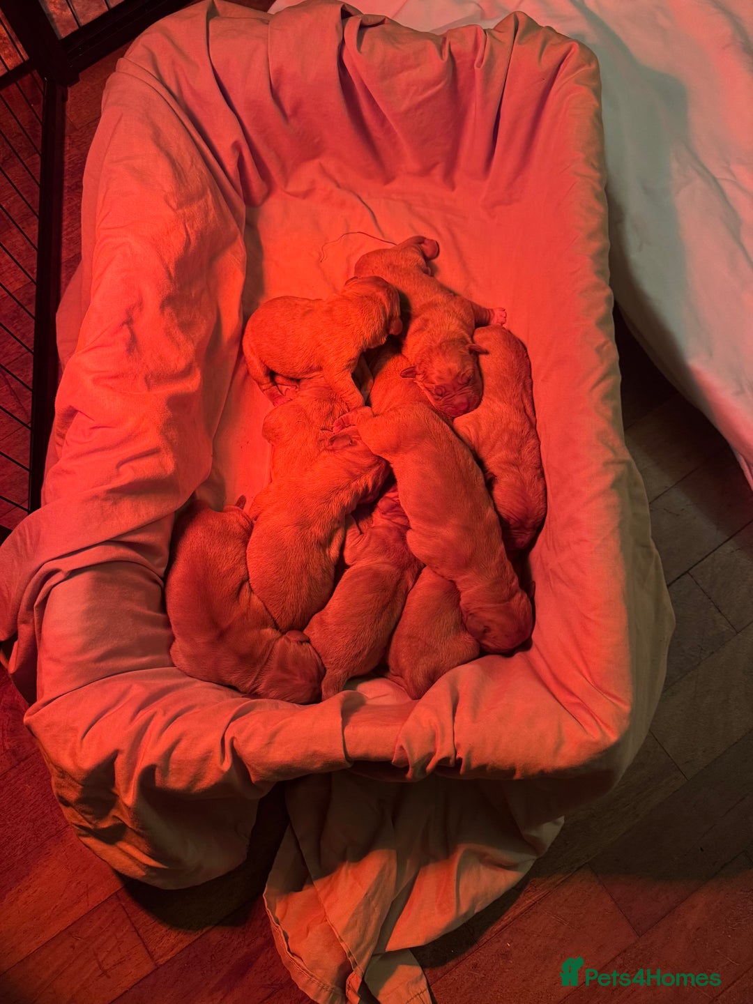 Dogue De Bordeaux dogs for sale: Dogue de Bordeaux pups for sale - Advert 26