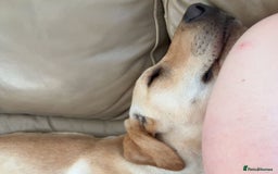 Mixed Breed dogs for adoption: Sika (Labrador/Pointer mix) - Image 20