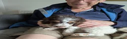 Cockapoo dogs for sale: 5 ⭐ DNA tested F1 cockapoos - Advert 4