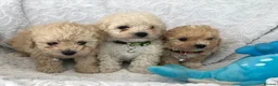 Maltipoo dogs for sale: 2 LEFT !!2X F1 CHAMPION BLOODLINE MALTIPOO PUPPYS - Advert 7