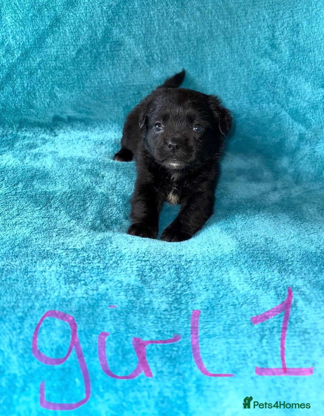 Mixed Breed dogs for sale: 3 CockerJack x Pomeranian Puppies - Advert 6