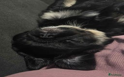 Pug dogs for sale: Scar fluffy pug - Image 9