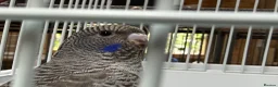 Budgerigars birds for sale: BFBW budgies and other mutations  - Advert 3