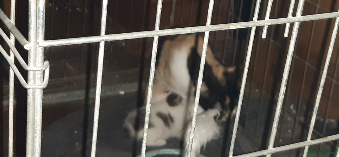 Manx cats for sale: Manx kitten  - Image 8