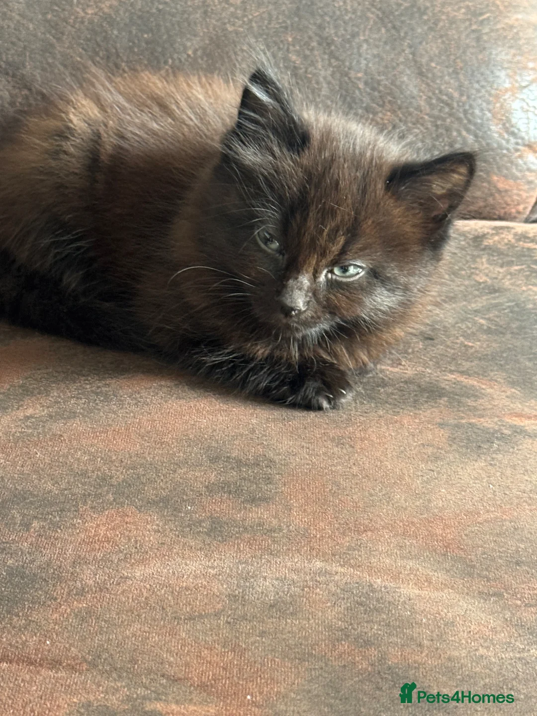Mixed Breed cats for sale: Part ragdoll kittens  - Advert 2