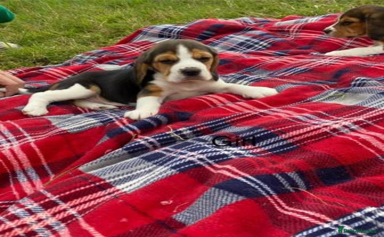 Beagle dogs - Advert 1