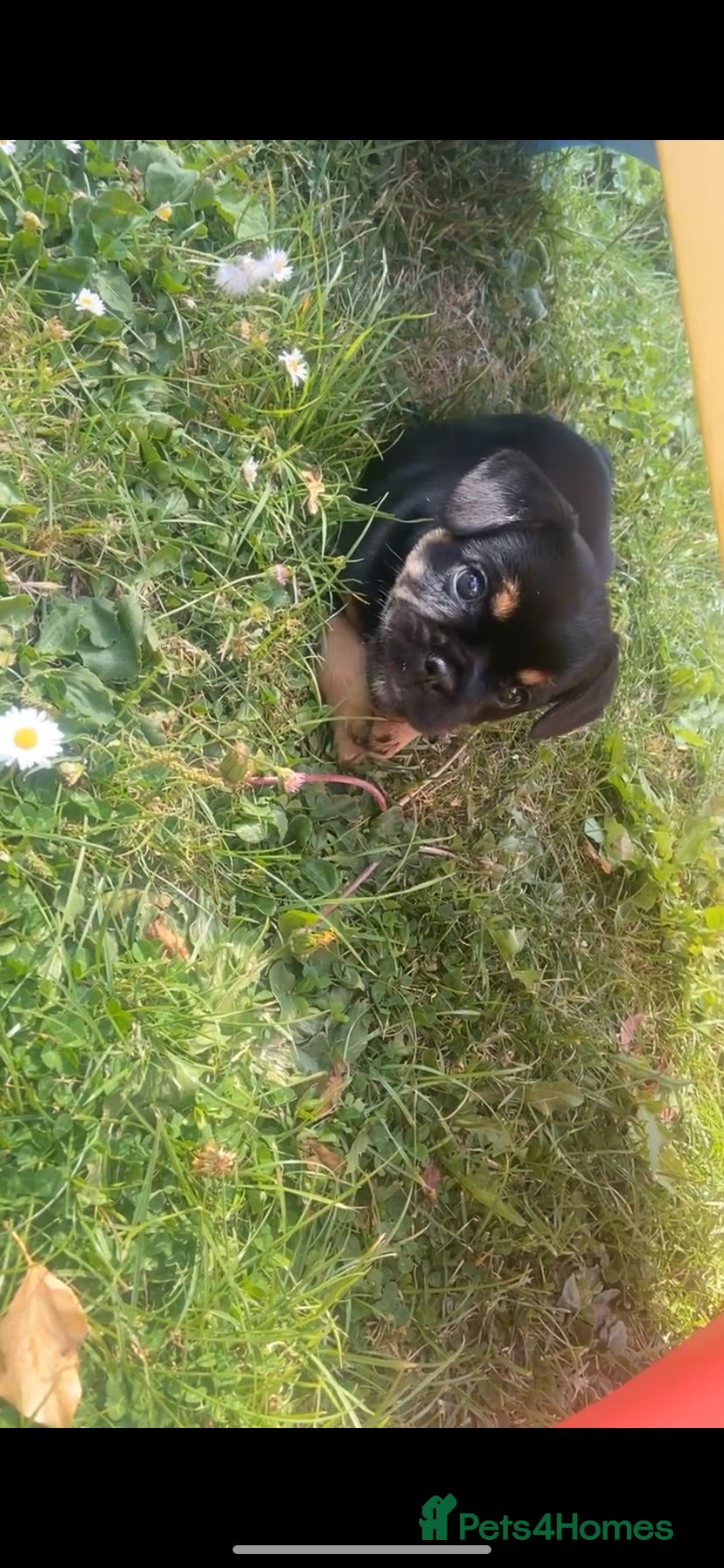 Mixed Breed dogs *REDUCED* 1 British bulldog cross pup left - Advert 10